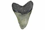 Fossil Megalodon Tooth - North Carolina #347112-1